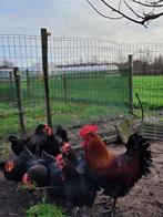 Broedeieren Marans zwart koperhals, Dieren en Toebehoren, Pluimvee