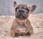 Langharige Franse bulldog, Dieren en Toebehoren, Honden | Bulldogs, Pinschers en Molossers, België, Fokker | Hobbymatig, CDV (hondenziekte)