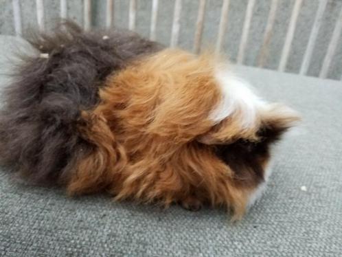 Prachtig  koppel cavias, Dieren en Toebehoren, Knaagdieren
