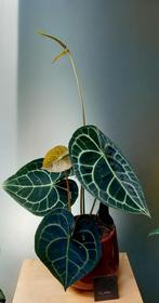 Anthurium clarinervium, Maison & Meubles, Plantes d'intérieur, Enlèvement ou Envoi