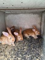 Mooie jonge konijntjes te koop, Dieren en Toebehoren, Konijnen, Meerdere dieren, Groot, 0 tot 2 jaar