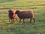 Schapen ouessant ooi, Vrouwelijk, Schaap