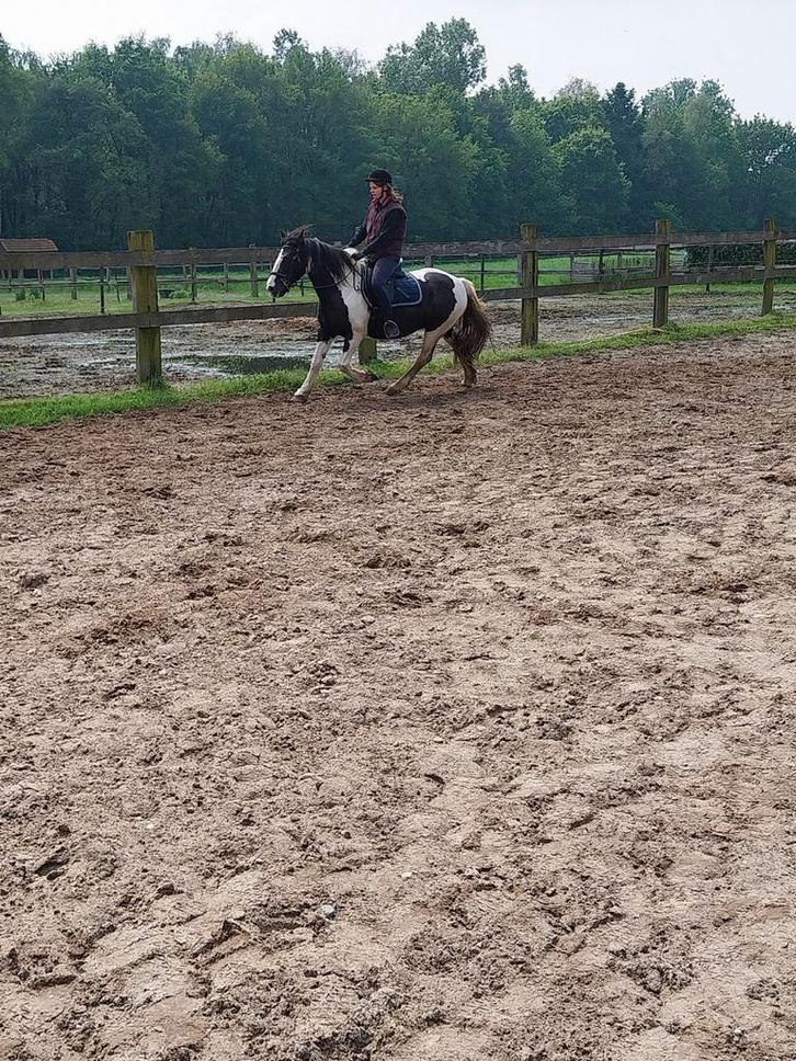 Verzorg paardje gezocht, Dieren en Toebehoren, Paarden