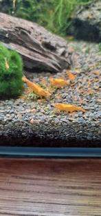 Neocaridina Orange Sakura garnalen, Dieren en Toebehoren, Kreeft, Krab of Garnaal, Zoetwatervis