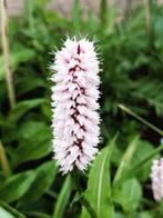 Persicaria Bistorta, vanaf 1,25 euro, nu planten, Printemps, Couvre-sol, Enlèvement, Plante fixe