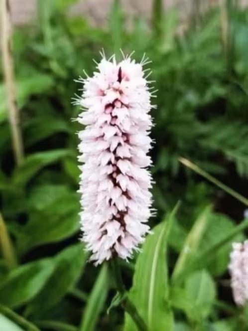 Persicaria Bistorta, vanaf 1,25 euro, nu planten, Jardin & Terrasse, Plantes | Jardin, Plante fixe, Couvre-sol, Mi-ombre, Printemps