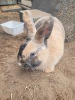 3 dwergkonijnen te koop...mama:1 jaar, de andere 2:4maanden, Dieren en Toebehoren, Konijnen