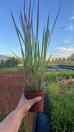 Imperata cylindrica 'Red Baron', Siergras, Tuin en Terras, Planten | Tuinplanten, Ophalen, Zomer, Siergrassen