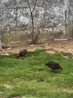 Brakel kuikens, Dieren en Toebehoren, Pluimvee