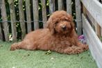 Prachtige medium abrikoze/rode labradoodle pups, Dieren en Toebehoren, België, Overige rassen, CDV (hondenziekte), 8 tot 15 weken