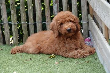 Beaux chiots labradoodle abricots/rouges de taille moyenne, Autres races, Plusieurs, Parvovirose, Belgique