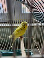 Prachtige grasparkieten deel 1, Dieren en Toebehoren, Meerdere dieren, Parkiet