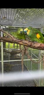 Femelle amazone front bleu, Animaux & Accessoires, Femelle