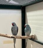 Koppel halsbandparkieten, Dieren en Toebehoren, Vogels | Parkieten en Papegaaien, Meerdere dieren, Parkiet, Geringd