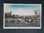 Wanne Trois-Ponts Vue panoramique Cow Vache, Collections, Affranchie, 1920 à 1940, Enlèvement ou Envoi, Liège