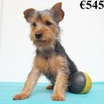 X type Yorkshire - chiots à vendre (Belges), 15 semaines à 1 an, Commerçant, Yorkshire Terrier, Plusieurs