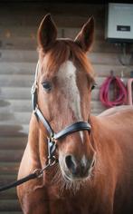 Ruin 13 jaar 1m65 – ideaal recreatiepaard, 11 ans ou plus, Hongre, Avec puce électronique, 160 à 165 cm