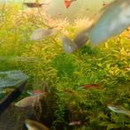 Guppies (endler)