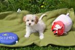 Havanezer pups, België, Overige rassen, 8 tot 15 weken, CDV (hondenziekte)