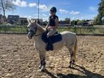 Witte Welsh merrie – ideale kinderpony met ervaring, Poney B (1.17 m à 1.27 m), B, 11 ans ou plus, Poney de récréation