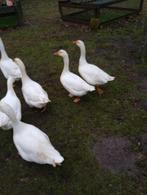 broedeieren ganzen, Dieren en Toebehoren, Geslacht onbekend, Gans of Zwaan