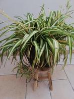 Samengestelde Graslelie, Tuin en Terras, Planten | Tuinplanten, Ophalen