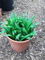 Trachycarpus fortunei  zaailingen, Ophalen of Verzenden