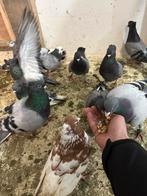 Serbische duiven, Dieren en Toebehoren, Vogels | Duiven