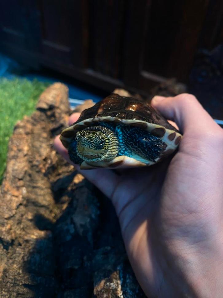 Vrouwelijke Chinese streepnekschildpad – 5 jaar 20 cm, Dieren en Toebehoren, Reptielen en Amfibieën, Schildpad, 3 tot 6 jaar