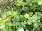 20-tal zaden zomerpostelein, Tuin en Terras, Verzenden, Voorjaar, Zaad