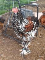 Brahma hanen, Dieren en Toebehoren, Mannelijk, Kip