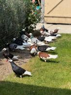 Dönek. Duiven, Dieren en Toebehoren, Vogels | Duiven, Meerdere dieren, Tuimelaar of Roller