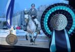 Prachtige talentvolle D pony, Dieren en Toebehoren, Pony's, Gechipt, Ruin, Springpony, 7 tot 10 jaar