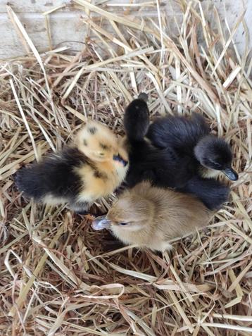 Indische loopeenden, Canard
