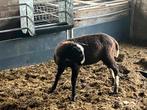 Zuiver zwartbles ramlam uit drieling, Mouton, Mâle, 0 à 2 ans