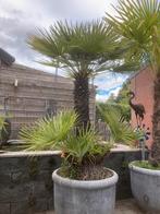 Dwerpalm, Tuin en Terras, Ophalen