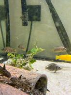 Altolamprologus, Vis, Zoetwatervis