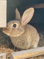 Konijnen vanaf 10/09, Dieren en Toebehoren, Konijnen