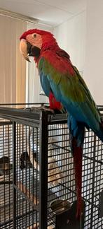 Mooie Tamme Ara Pop van Dec 24, Dieren en Toebehoren, Vrouwelijk, Papegaai, Pratend