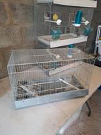 Cage d'élevage métalliques pour oiseaux, Cage d'élevage, Enlèvement, Utilisé