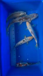 Mélange de kois japonais 35/45 cm, Animaux & Accessoires, Carpe ou Koï