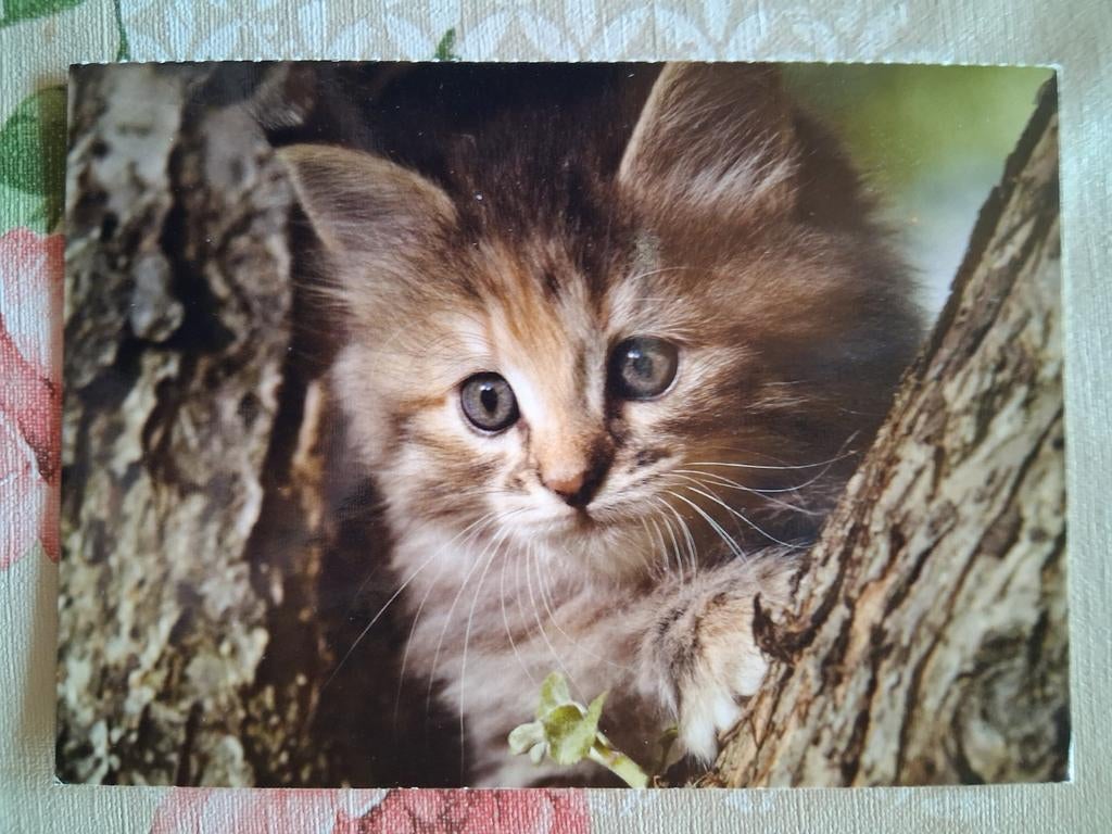 Postkaart poes, Collections, Cartes postales | Animaux, Enlèvement ou Envoi