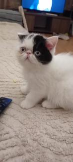 Poes Exotish, Chatte ou Chat, Vermifugé, 0 à 2 ans