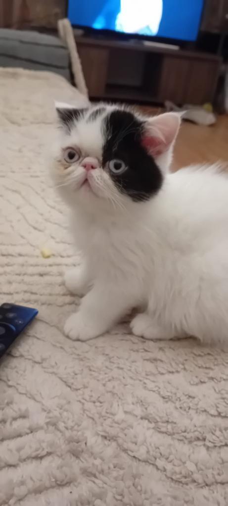 Poes Exotish, Dieren en Toebehoren, Katten en Kittens | Raskatten | Langhaar, Poes, 0 tot 2 jaar, Gechipt, Ontwormd, Ingeënt