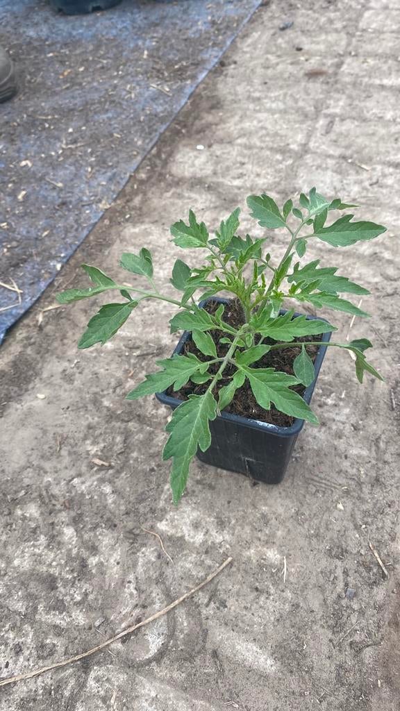 Tomatenplanten speciale soorten, Jardin & Terrasse, Plantes | Jardin, Annuelle, Plantes potagères, Mi-ombre, Été, Enlèvement