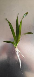 Valisneria gigantea, Enlèvement