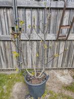 Figue de figuier Fig Bush Chicago Hardy Figuier, Enlèvement, Figuier