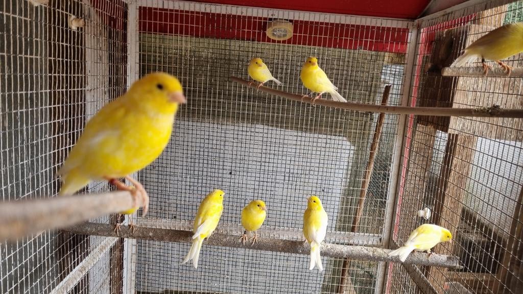 Waterslagers, Dieren en Toebehoren