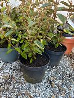 Olijfwilg (Elaeagnus ebbingei), Tuin en Terras, Planten | Tuinplanten, Ophalen, Winter, Vaste plant, Halfschaduw