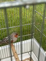 Koppel mozaïek 40€, Dieren en Toebehoren